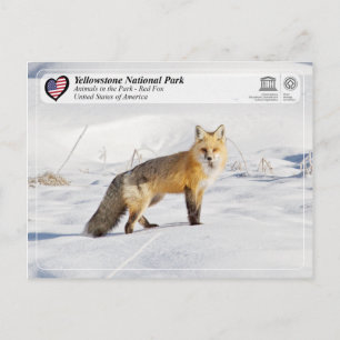 Yellowstone Nationalpark - Red Fox Postkarte