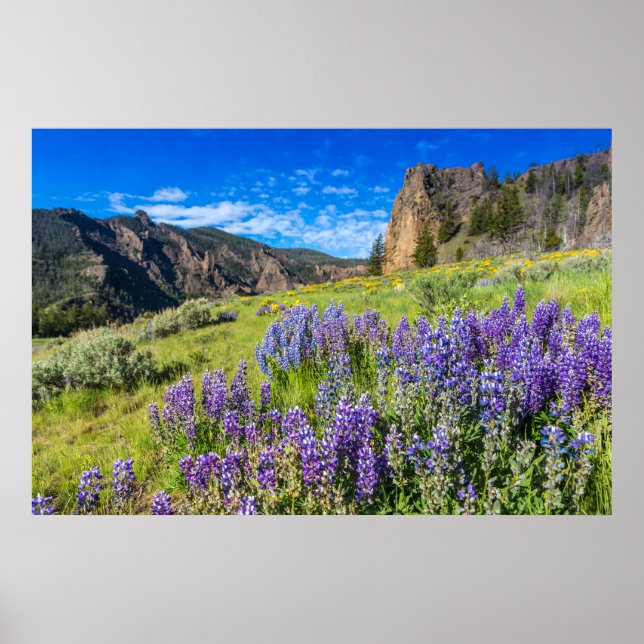 Yellowstone Nationalpark Wildblumen Landschaft Poster (Vorne)