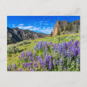 Yellowstone Nationalpark Wildblumen Landschaft Postkarte