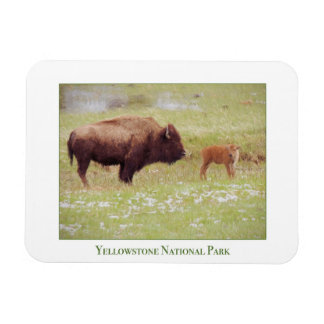 Yellowstone Nationalparkmagnet mit Bison & Kalb Magnet