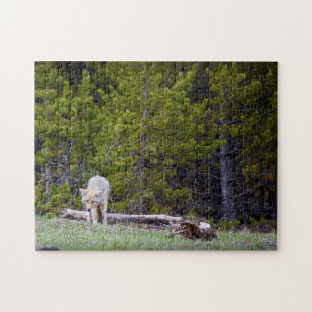 Yellowstone - Neugierige Coyote - 11x14 - 252 Stk. Puzzle (Horizontal)