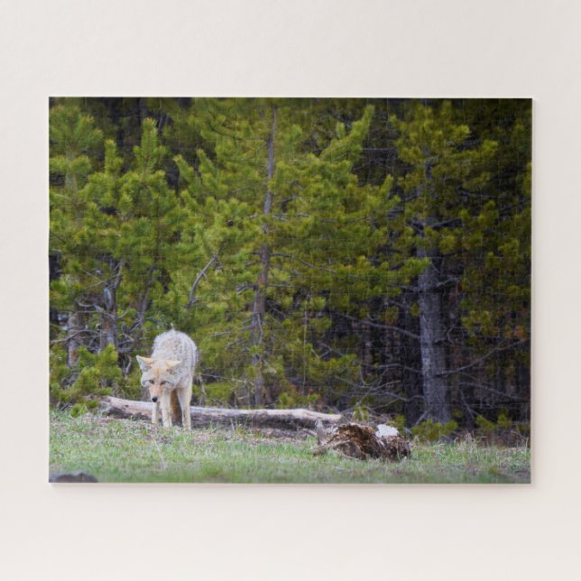 Yellowstone - Neugierige Coyote - 16x20 - 520 Stk. Puzzle (Horizontal)