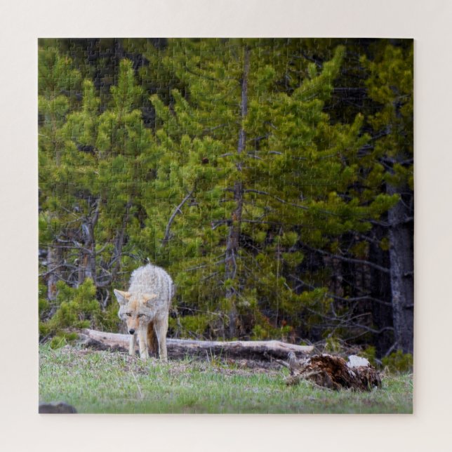 Yellowstone - Neugierige Coyote - 20x20 - 676 Stk. Puzzle (Vertikal)