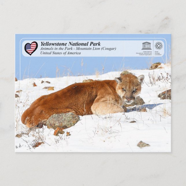 Yellowstone NP - Mountain Lion (Cougar) Postkarte (Vorderseite)