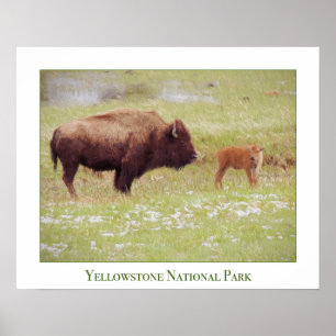Yellowstone Poster mit Bison und Calf