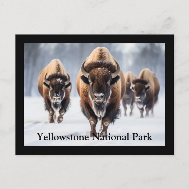 Yellowstone Postkarte (Vorderseite)