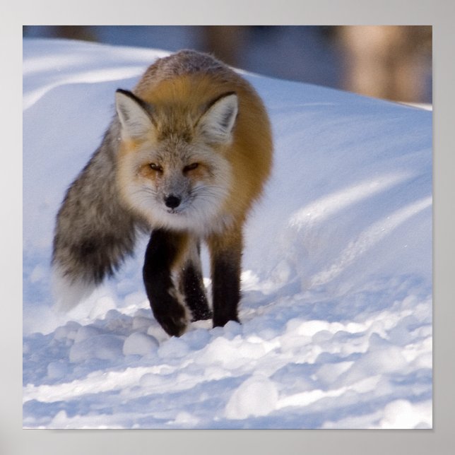Yellowstone Red Fox Poster (Vorne)