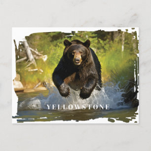 Yellowstone Schwarzbär Postkarte