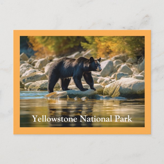 Yellowstone Schwarzbär Postkarte (Vorderseite)