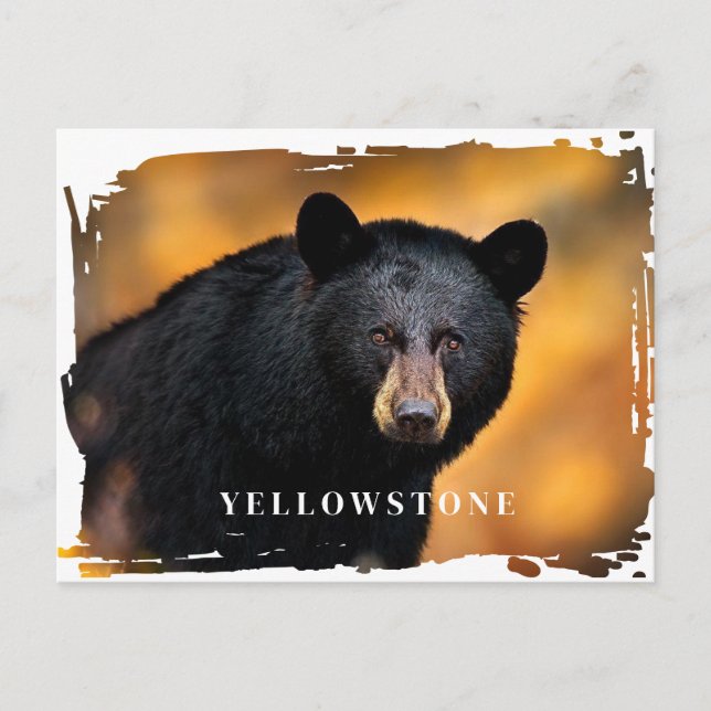 Yellowstone Schwarzbär Postkarte (Vorderseite)