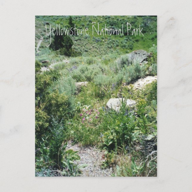 Yellowstone Sommer Postkarte (Vorderseite)