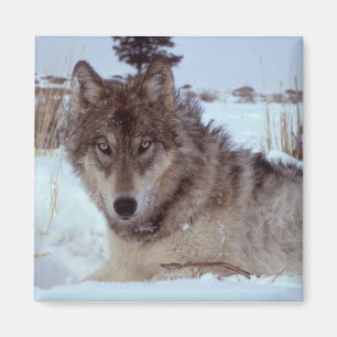 Yellowstone-Wolf Magnet