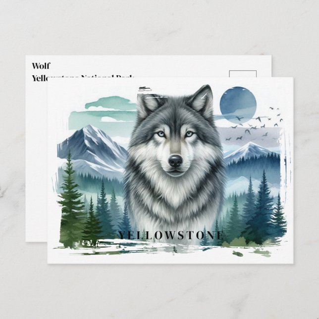 Yellowstone Wolf Postcard Postkarte (Vorne/Hinten)