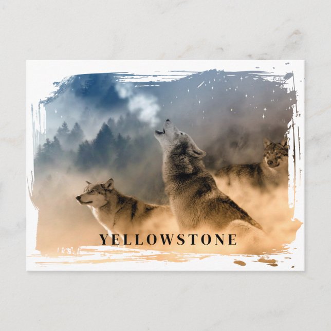 Yellowstone Wolf Postcard Postkarte (Vorderseite)