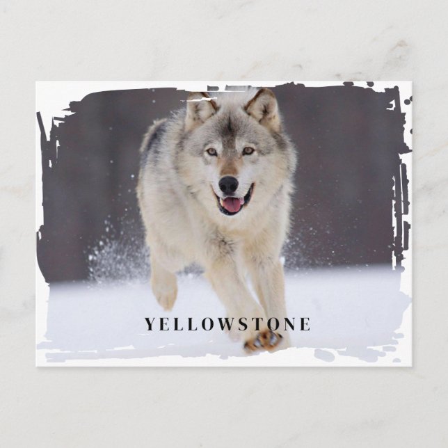 Yellowstone Wolf Postcard Postkarte (Vorderseite)