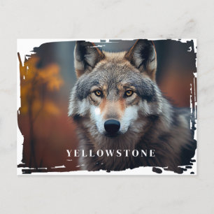 Yellowstone Wolf Postcard Postkarte