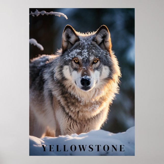 Yellowstone Wolf Poster Art (Vorne)