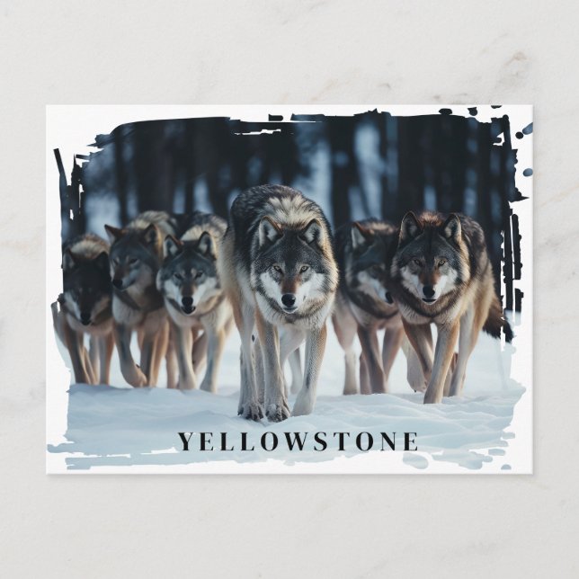 Yellowstone Wölfe Postkarte (Vorderseite)