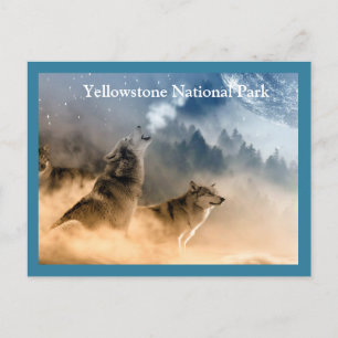 Yellowstone Wölfe Postkarte