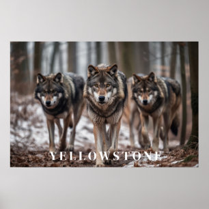 Yellowstone Wolves Poster Art