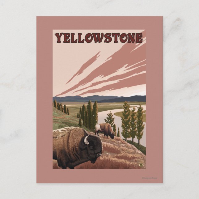 YellowstoneBison Scene Postkarte (Vorderseite)
