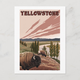 YellowstoneBison Scene Postkarte
