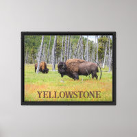 Yellowstones Amerikanischer Bison