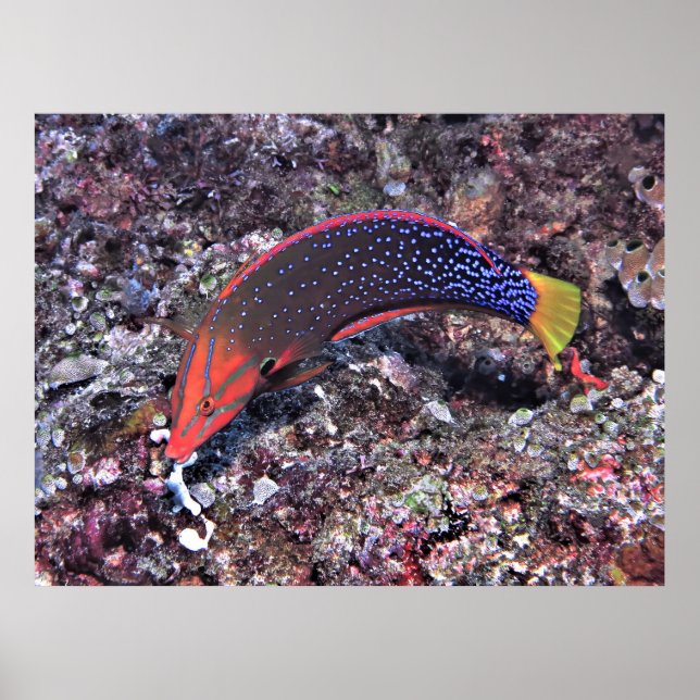 Yellowtail Coris Wrasse Poster (Vorne)