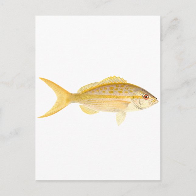 Yellowtail Snapper-Logo Postkarte (Vorderseite)