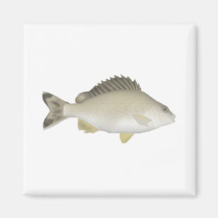 Yellowtail Trumpeter Magnet