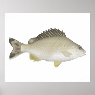 Yellowtail Trumpeter Poster