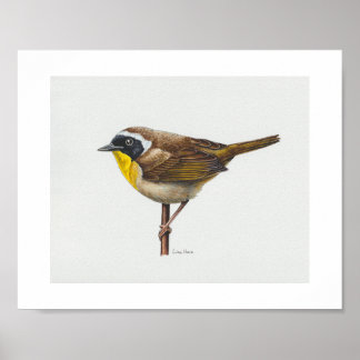 Yellowthrop Warbler Art Print Poster