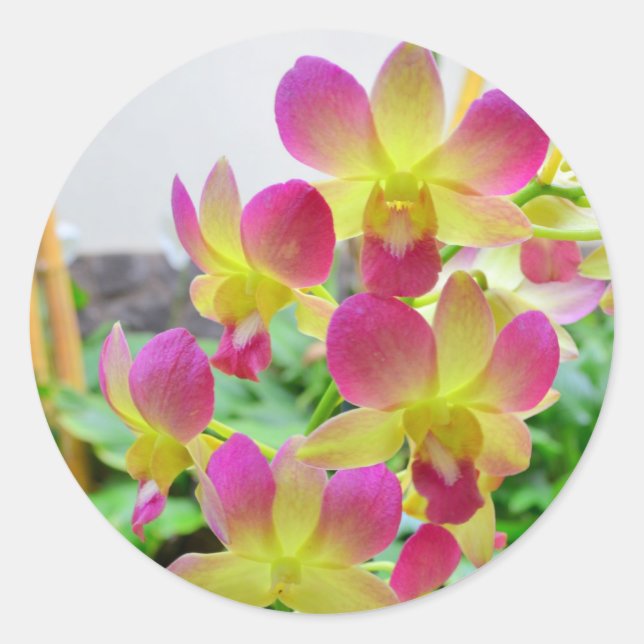 Yelow Pink Orchids Runder Aufkleber (Vorderseite)
