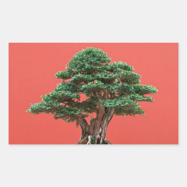 Yew bonsai rechteckiger aufkleber (Vorderseite)