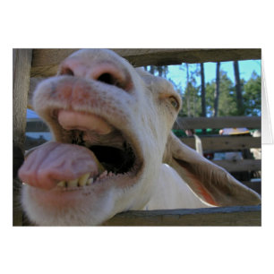 Yew Haw Goat - Karten