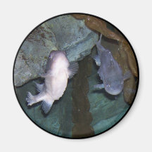 Yin Yang Fisch Foto Magnet