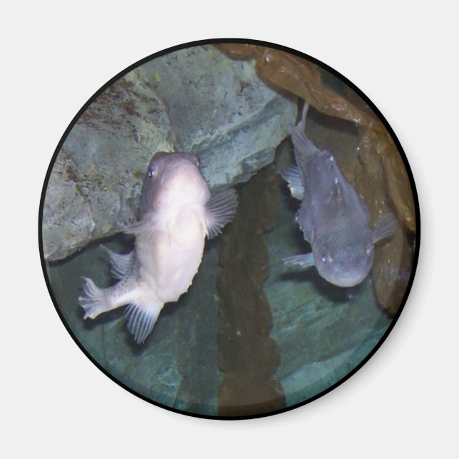 Yin Yang Fish Foto Magnet (Vorne)