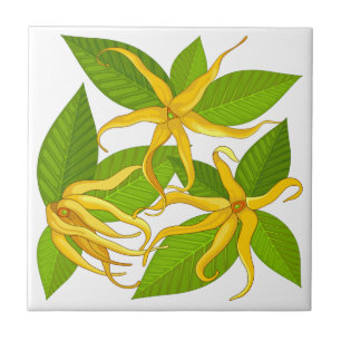 Ylang Ylang Exotic Scented Blume Fliese
