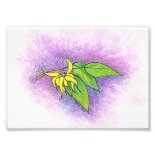 Ylang Ylang Illustrations-Foto-Druck Fotodruck