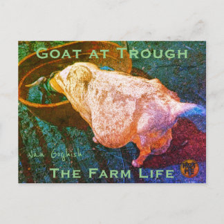 YNOTME VAN GOGHISH GOAT AT TROUGH2a Postkarte