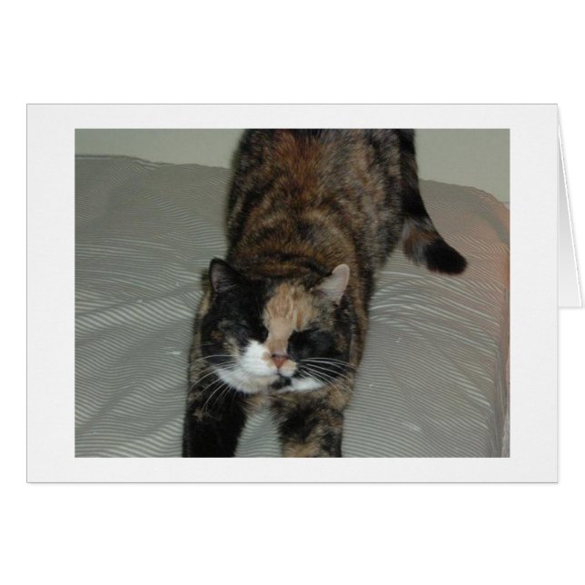 Yoga Calico Cat (Vorderseite (Horizontal))