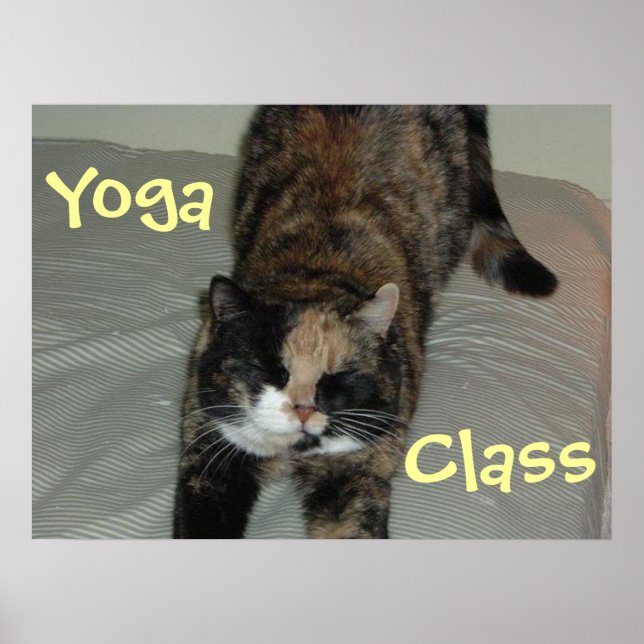 Yoga Cat Poster (Vorne)