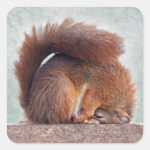 Yoga-Eichhörnchen-Aufkleber Quadratischer Aufkleber