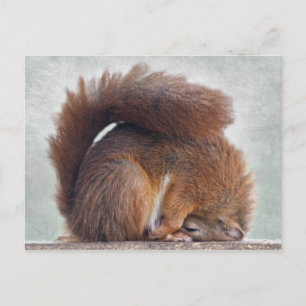 Yoga Eichhörnchen Postkarte