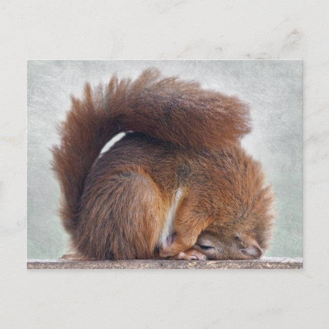 Yoga Eichhörnchen Postkarte (Vorderseite)