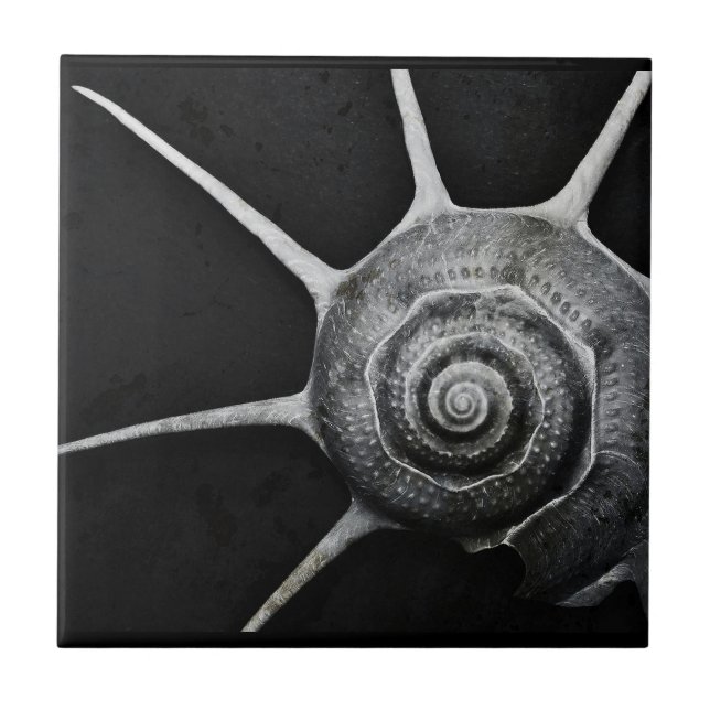 Yoka Muschel-Fliese Fliese (Vorderseite)