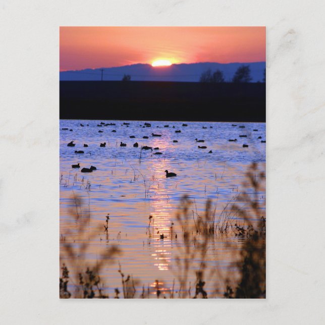 Yolo Wildlife Area Postkarte (Vorderseite)