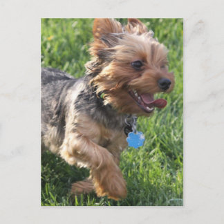 York Terrier Dog Postcard Postkarte