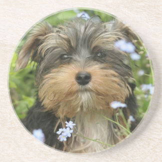 York-Terrier-HundeUntersetzer Getränkeuntersetzer