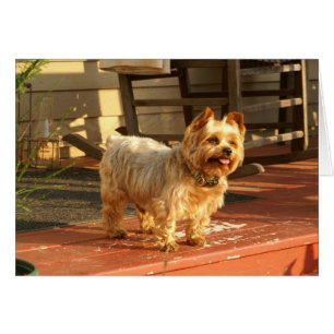 Yorkie